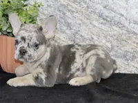 Kent Male AKC French Bulldog, a male French Bulldog for sale in North Canton, OH – 3 of 4