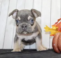 Benny Male AKC French Bulldog, a male French Bulldog for sale in North Canton, OH – 3 of 8
