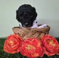 Wrangler, a male Poodle - Miniature  for sale in North Canton, OH – 1 of 5