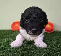 Wrangler, a male Poodle - Miniature  for sale in North Canton, OH – 2 of 5