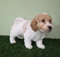 Ferrari, a male Poodle - Miniature  for sale in North Canton, OH – 6 of 8