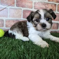 Cash, a male Shorkie for sale in North Canton, OH – Photo 5 of 7