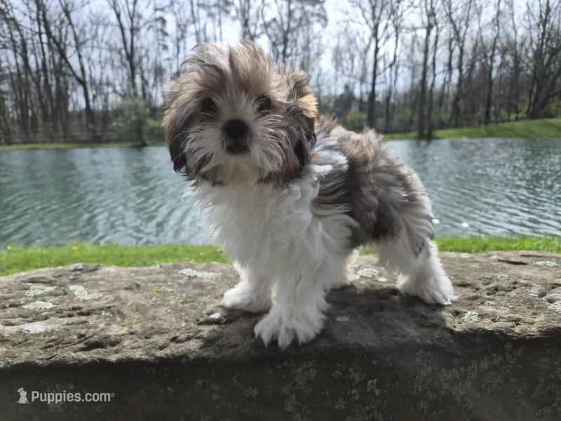 Cash – Shorkie puppy for sale in North Canton, OH