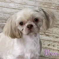 Cash, a male Shorkie for sale in North Canton, OH – Photo 7 of 7