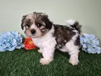 Cash, a male Shorkie for sale in North Canton, OH – Photo 2 of 7