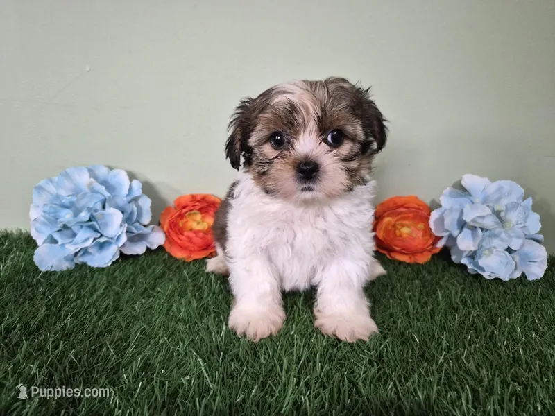 Cash – Shorkie puppy for sale in North Canton, OH