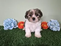Cash, a male Shorkie for sale in North Canton, OH – Photo 1 of 7