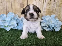 Cash, a male Shorkie for sale in North Canton, OH – Photo 1 of 7