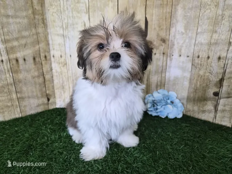 Cash – Shorkie puppy for sale in North Canton, OH
