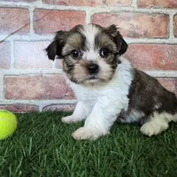 Cash, a male Shorkie for sale in North Canton, OH – Photo 4 of 7