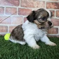 Cash, a male Shorkie for sale in North Canton, OH – Photo 6 of 7