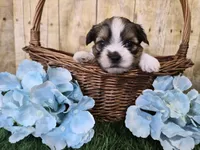 Cash, a male Shorkie for sale in North Canton, OH – Photo 2 of 7