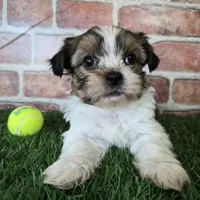 Cash, a male Shorkie for sale in North Canton, OH – Photo 3 of 7