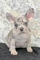 Birdie Female AKC French Bulldog, a female French Bulldog for sale in North Canton, OH – 2 of 6
