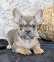 Jewel Female AKC French Bulldog, a female French Bulldog for sale in North Canton, OH – 8 of 10