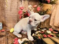 Samson, a male French Bulldog for sale in North Canton, OH – Photo 6 of 6