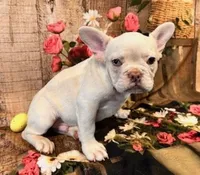 Samson, a male French Bulldog for sale in North Canton, OH – Photo 4 of 6