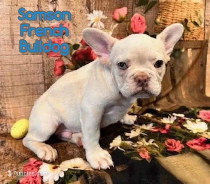 Samson – French Bulldog puppy for sale in North Canton, OH