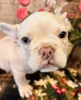 Samson, a male French Bulldog for sale in North Canton, OH – Photo 2 of 6