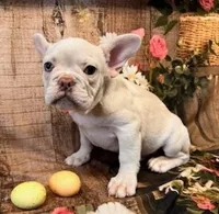 Samson, a male French Bulldog for sale in North Canton, OH – Photo 3 of 6
