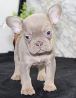 Amber Female AKC French Bulldog, a female French Bulldog for sale in North Canton, OH – 4 of 8