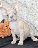 Zack Male AKC French Bulldog, a male French Bulldog for sale in North Canton, OH – 4 of 4