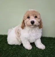 Ferrari, a male Poodle - Miniature  for sale in North Canton, OH – 2 of 8