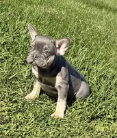 Heidi Female AKC French Bulldog, a female French Bulldog for sale in North Canton, OH – 6 of 9