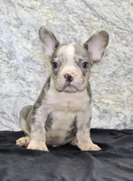 Dallas Male AKC French Bulldog, a male French Bulldog for sale in North Canton, OH – 3 of 6