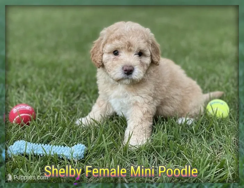 Shelby – Poodle - Miniature  puppy for sale in North Canton, OH