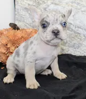 Huck Male AKC French Bulldog, a male French Bulldog for sale in North Canton, OH – 5 of 10