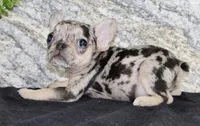 Luna Female AKC French Bulldog, a female French Bulldog for sale in North Canton, OH – 4 of 4