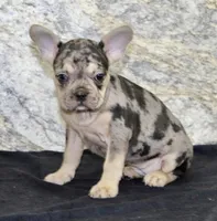 Reba Female AKC French Bulldog, a female French Bulldog for sale in North Canton, OH – 3 of 5