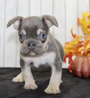 Benny Male AKC French Bulldog, a male French Bulldog for sale in North Canton, OH – 4 of 8