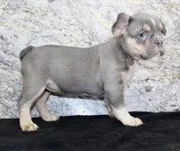 Gloria Female AKC French Bulldog, a female French Bulldog for sale in North Canton, OH – 3 of 5