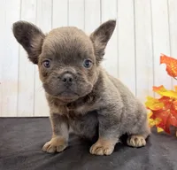 Davy Male Fluffy AKC French Bulldog, a male French Bulldog for sale in North Canton, OH – 5 of 9