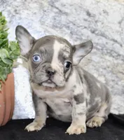 Michelle Female AKC French Bulldog, a female French Bulldog for sale in North Canton, OH – 2 of 6