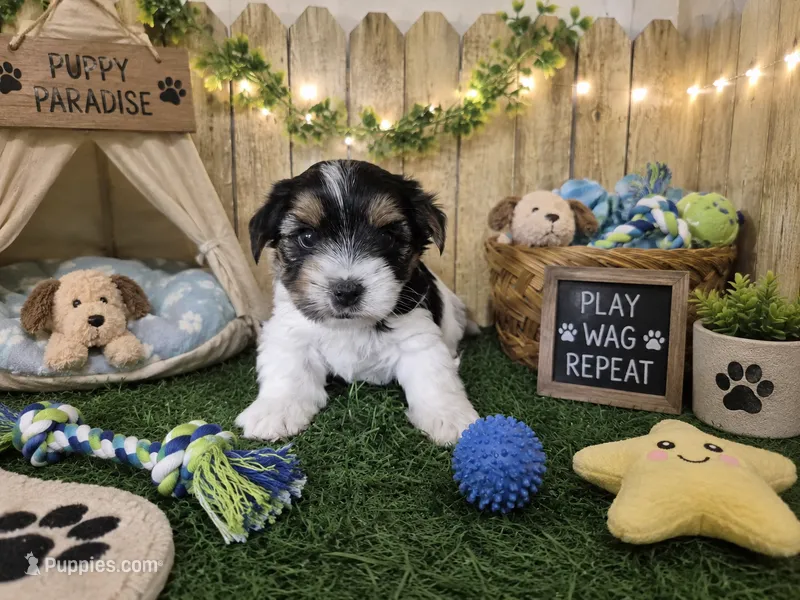Milo – Yorkshire Terrier puppy for sale in North Canton, OH