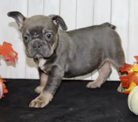 Fern Female AKC French Bulldog, a female French Bulldog for sale in North Canton, OH – 3 of 5