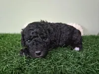 Bentley, a male Poodle - Miniature  for sale in North Canton, OH – 4 of 4