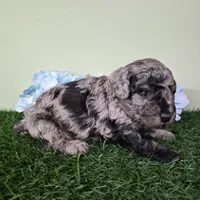 Chevy, a male Poodle - Miniature  for sale in North Canton, OH – 3 of 6