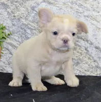 Carla Female AKC French Bulldog, a female French Bulldog for sale in North Canton, OH – 9 of 10