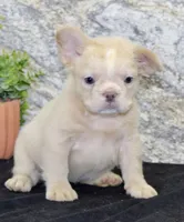 Carla Female AKC French Bulldog, a female French Bulldog for sale in North Canton, OH – 3 of 10