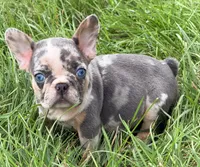 Maggie Female AKC French Bulldog, a female French Bulldog for sale in North Canton, OH – 5 of 5