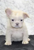 Carla Female AKC French Bulldog, a female French Bulldog for sale in North Canton, OH – 7 of 10