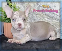 Tina Female AKC French Bulldog, a female French Bulldog for sale in North Canton, OH – 1 of 4