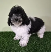 Cooper, a male Poodle - Miniature  for sale in North Canton, OH – 6 of 9