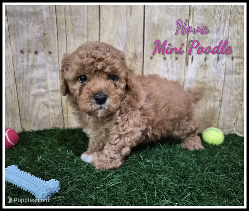 Nova – Poodle - Miniature  puppy for sale in North Canton, OH