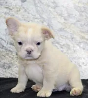Carla Female AKC French Bulldog, a female French Bulldog for sale in North Canton, OH – 8 of 10