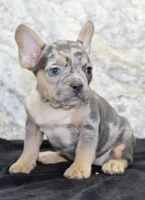 Kelly Female AKC French Bulldog, a female French Bulldog for sale in North Canton, OH – 4 of 10